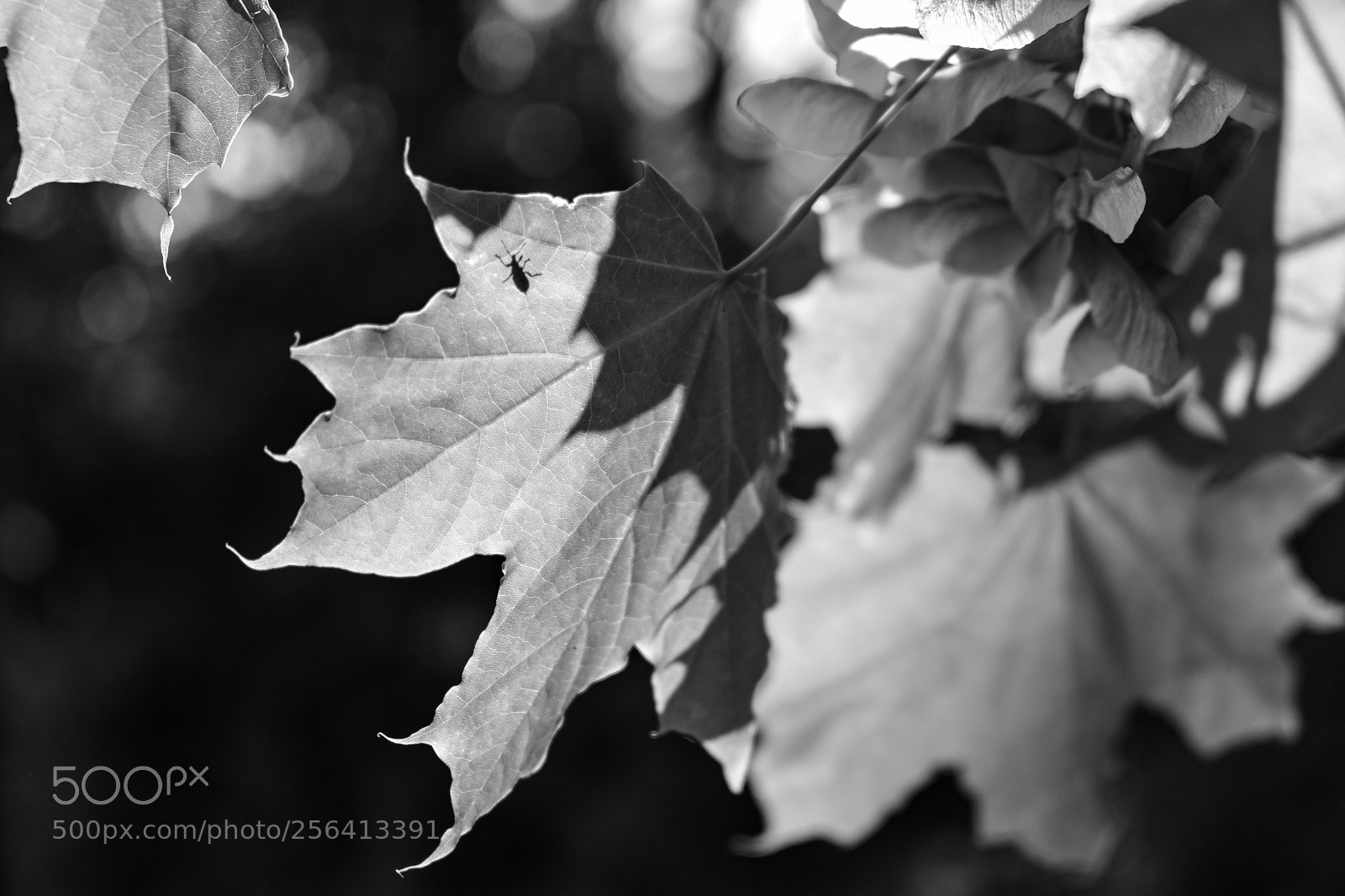Fujifilm X-T20 sample photo. 'shadow bug' photography