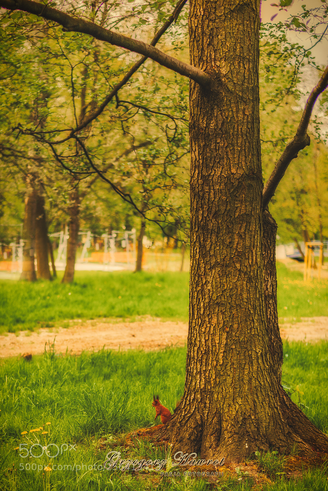 Nikon D800 sample photo. Wiewi reczka park chrobrego photography