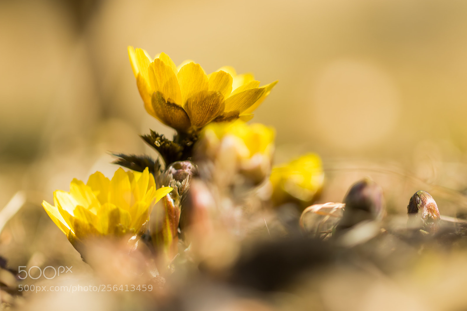 Canon EOS M5 sample photo. Yellow flowers photography