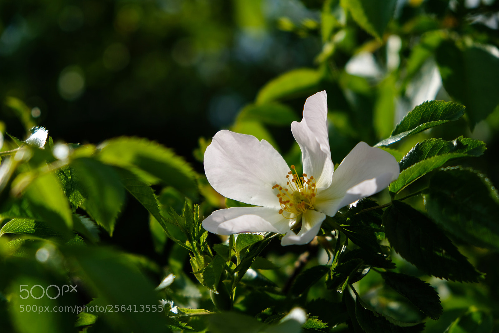 Fujifilm X-T20 sample photo. 'wild rose' photography