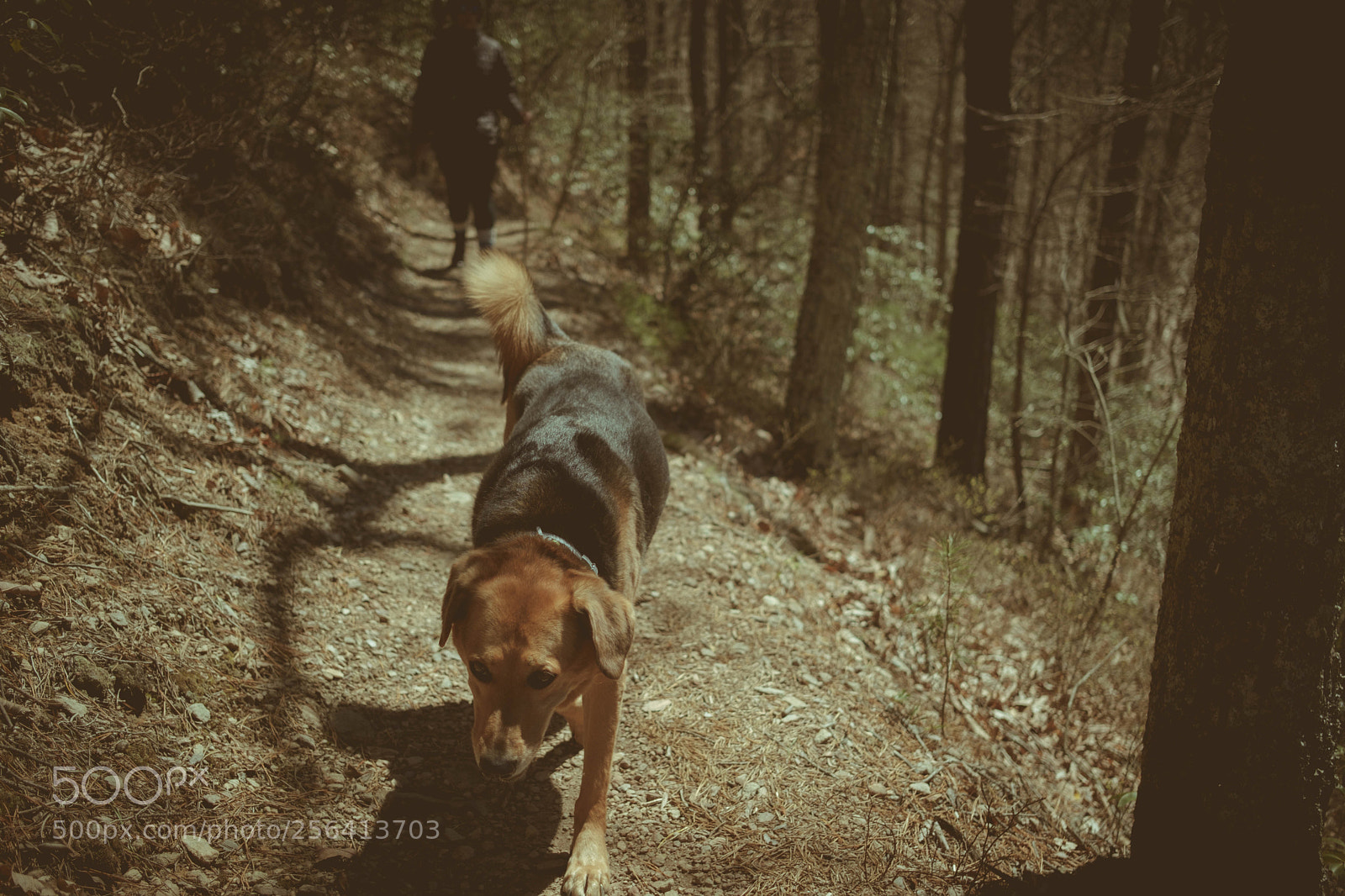 Fujifilm X-Pro2 sample photo. Teddy’s big adventure  photography