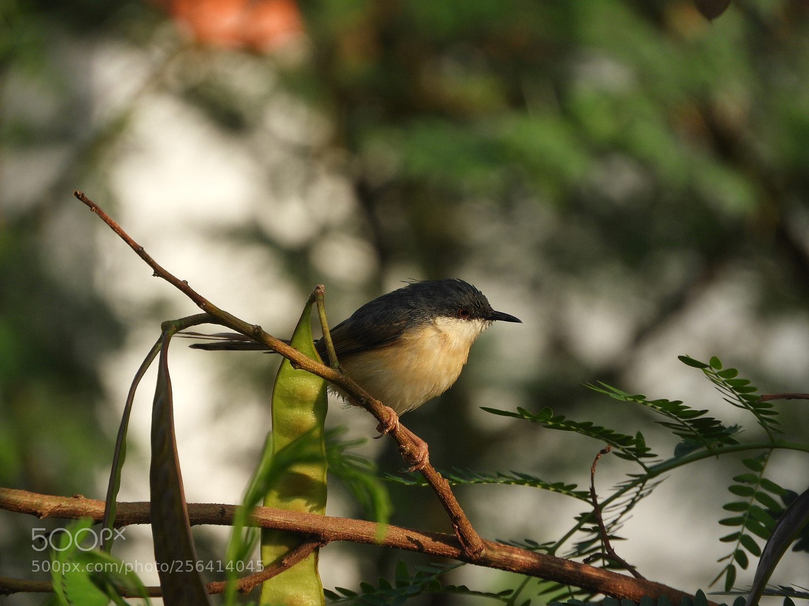 Nikon Coolpix B700 sample photo. Ashy prinia photography