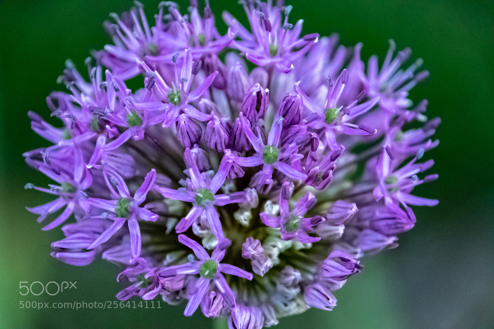 Nikon D500 sample photo. Pin cushion flower photography