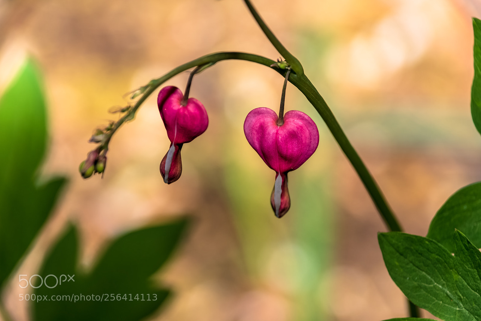 Nikon D500 sample photo. Heart shaped flower photography