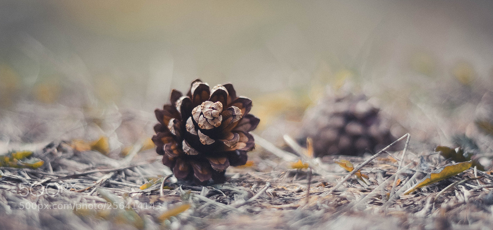 Nikon D7000 sample photo. Cone photography