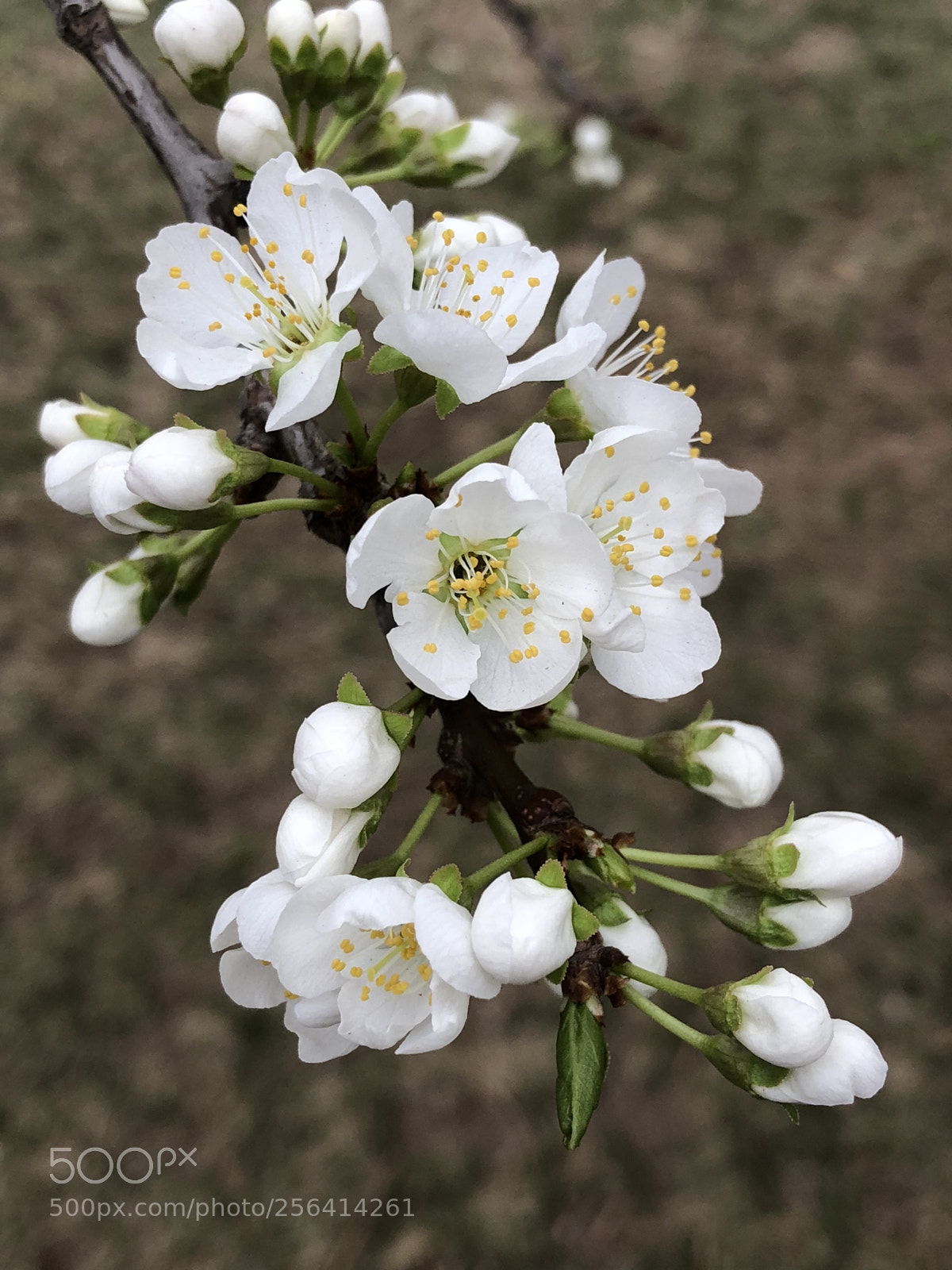 Apple iPhone X sample photo. Another year of blooming photography