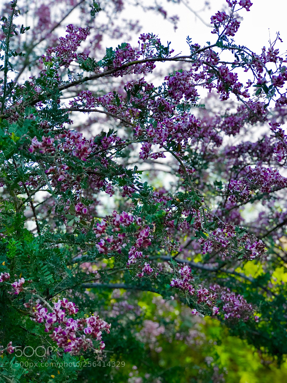 Apple iPhone 8 Plus sample photo. Ironwood tree flowers photography