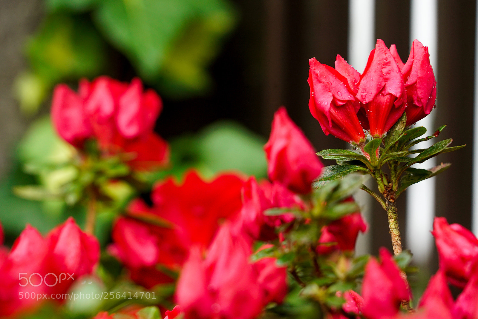 Sony a7S sample photo. Buds of rainy rhododendron photography