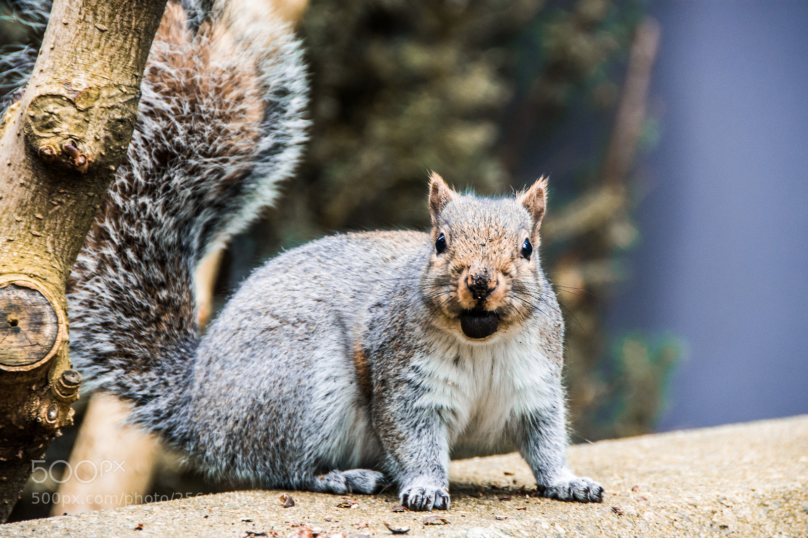 Nikon D7200 sample photo. The curious squirrel photography