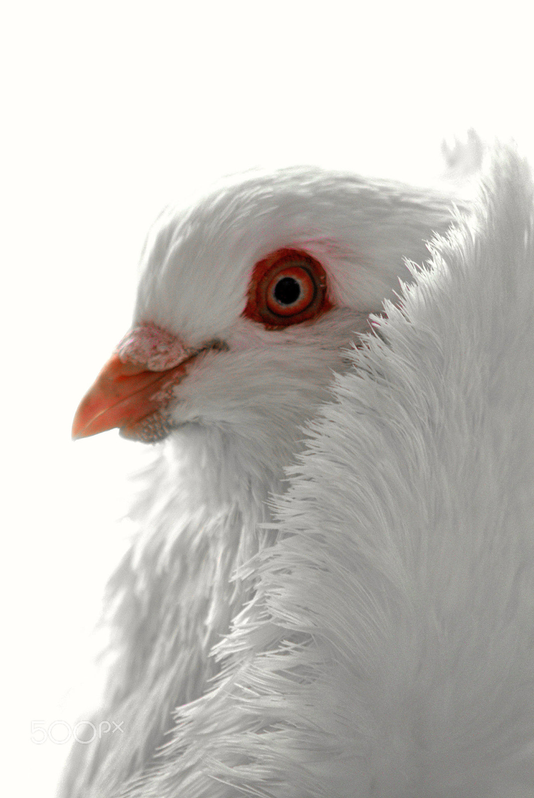 Sigma 70-300mm F4-5.6 APO DG Macro sample photo. White capuchin pigeon photography