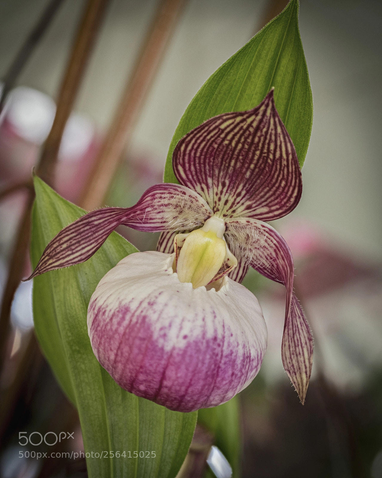 Nikon D850 sample photo. Orchid photography
