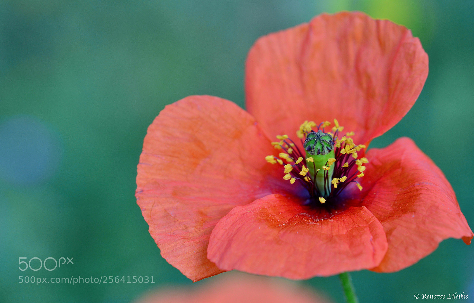 Nikon D7100 sample photo. Poppy photography