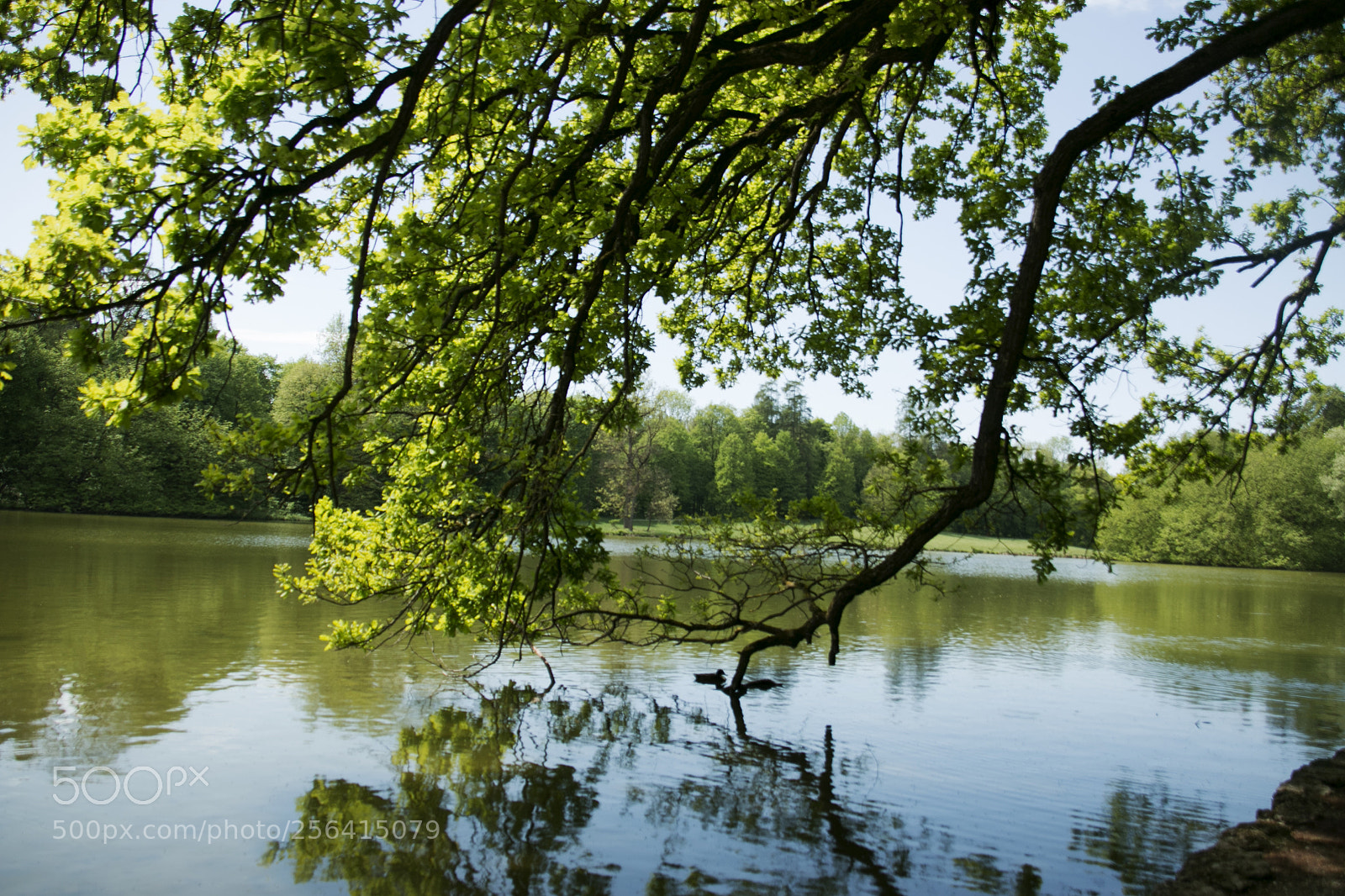 Canon EOS 70D sample photo. Natur am see photography
