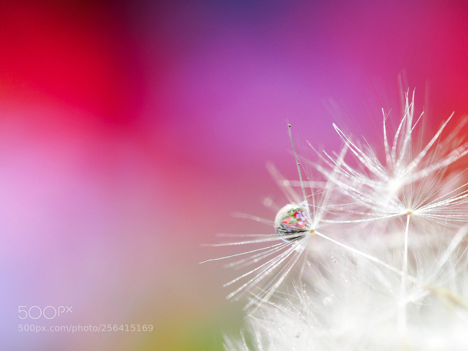 Olympus OM-D E-M1 Mark II sample photo. Flower drop  photography