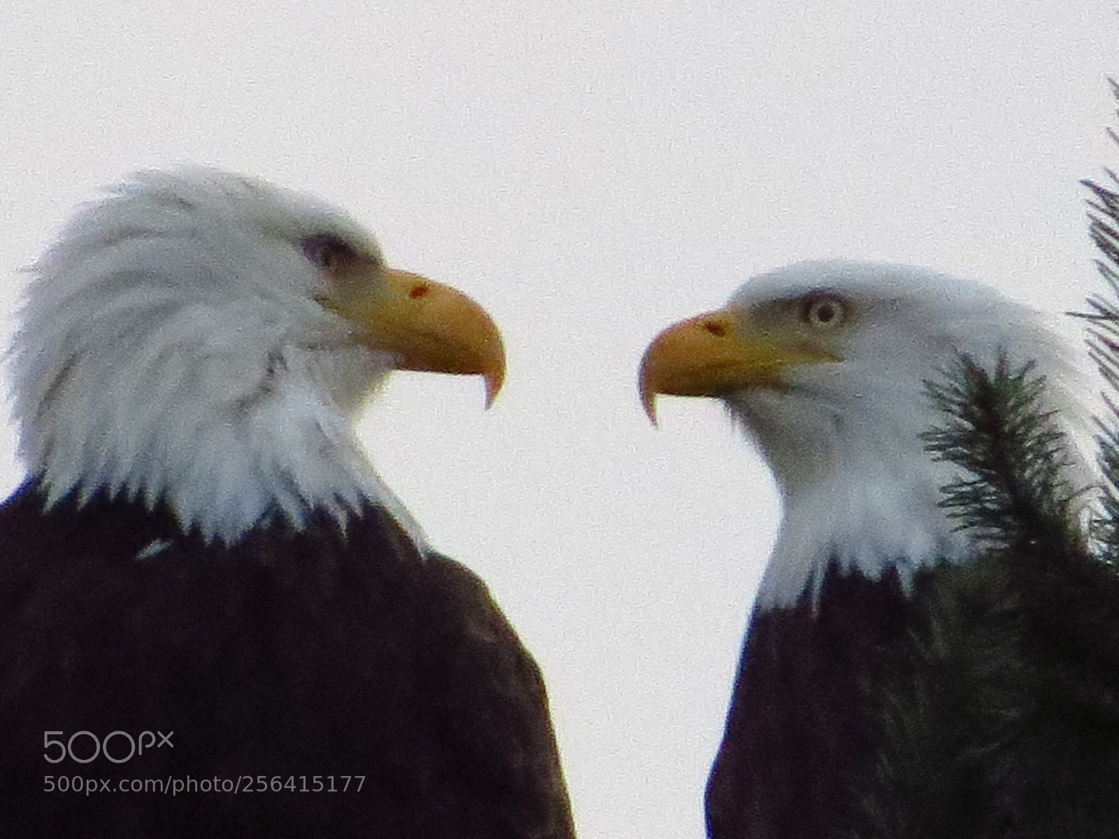 Canon PowerShot SX50 HS sample photo. Eagle love photography