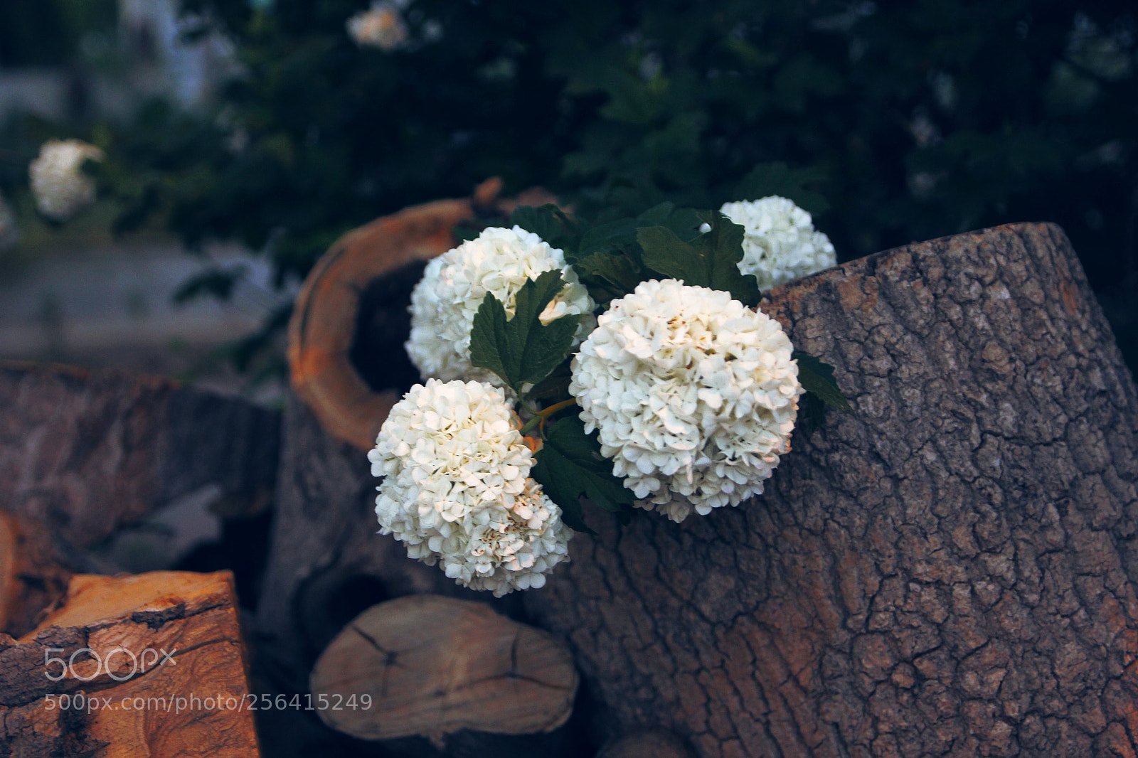 Canon EOS 550D (EOS Rebel T2i / EOS Kiss X4) sample photo. Kar topu photography