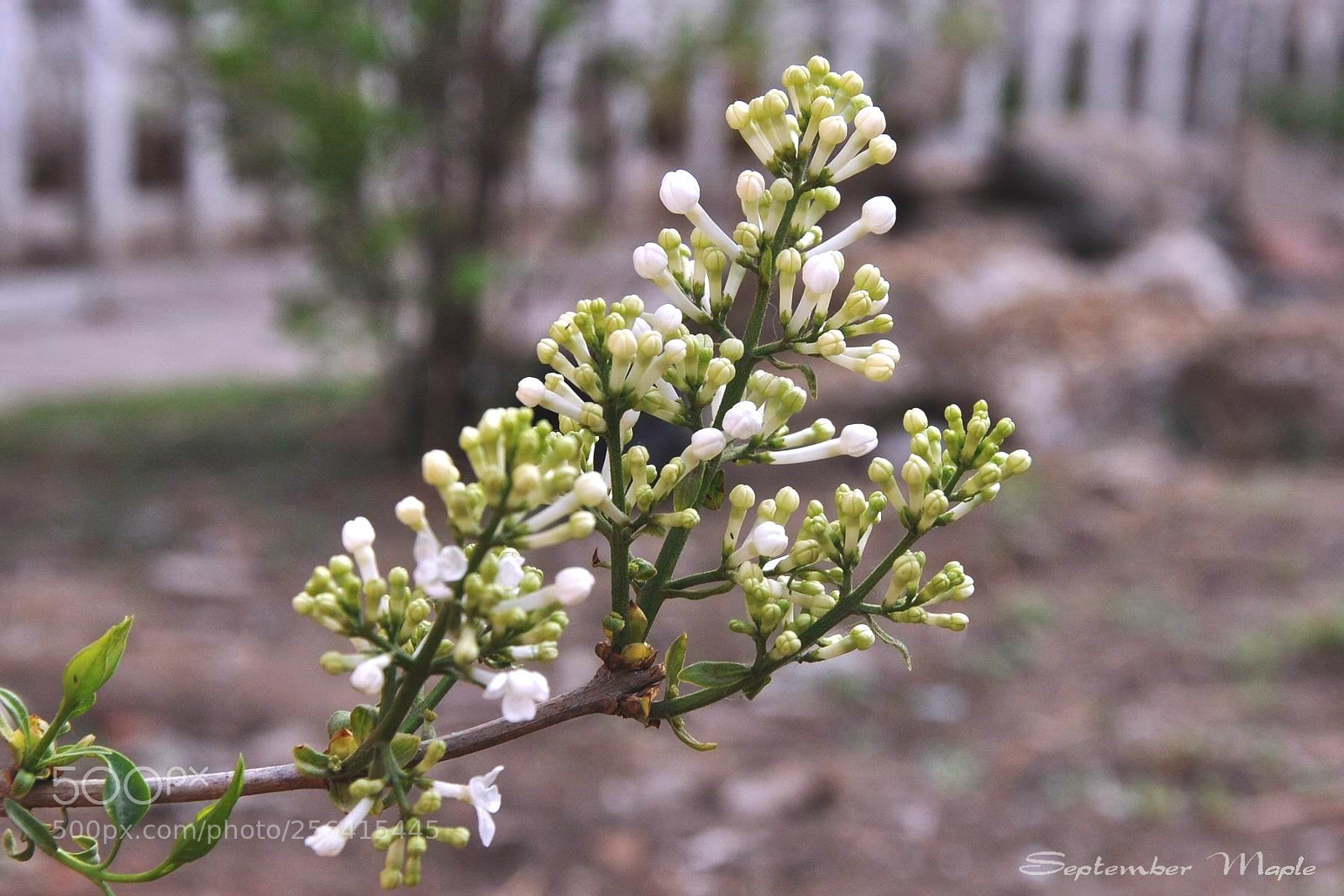 Nikon D90 sample photo. 暴马丁香 photography