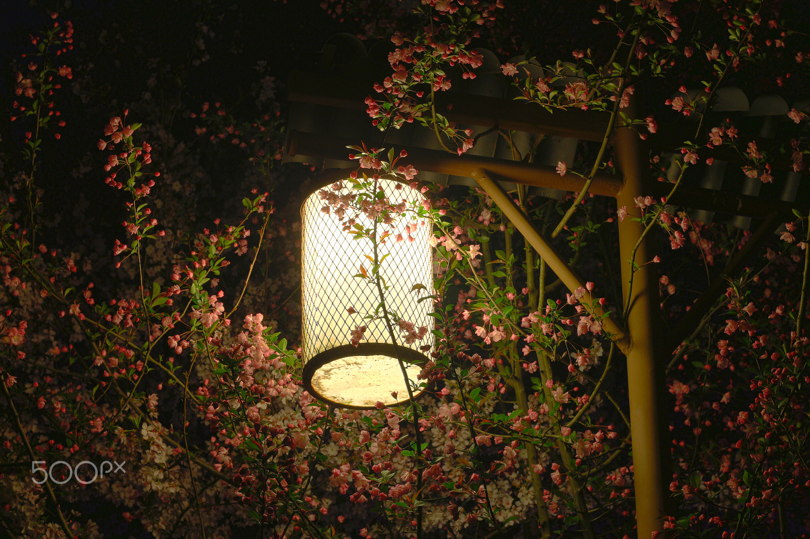 Canon EOS 650D (EOS Rebel T4i / EOS Kiss X6i) sample photo. Sakura blossom at night hdr photography