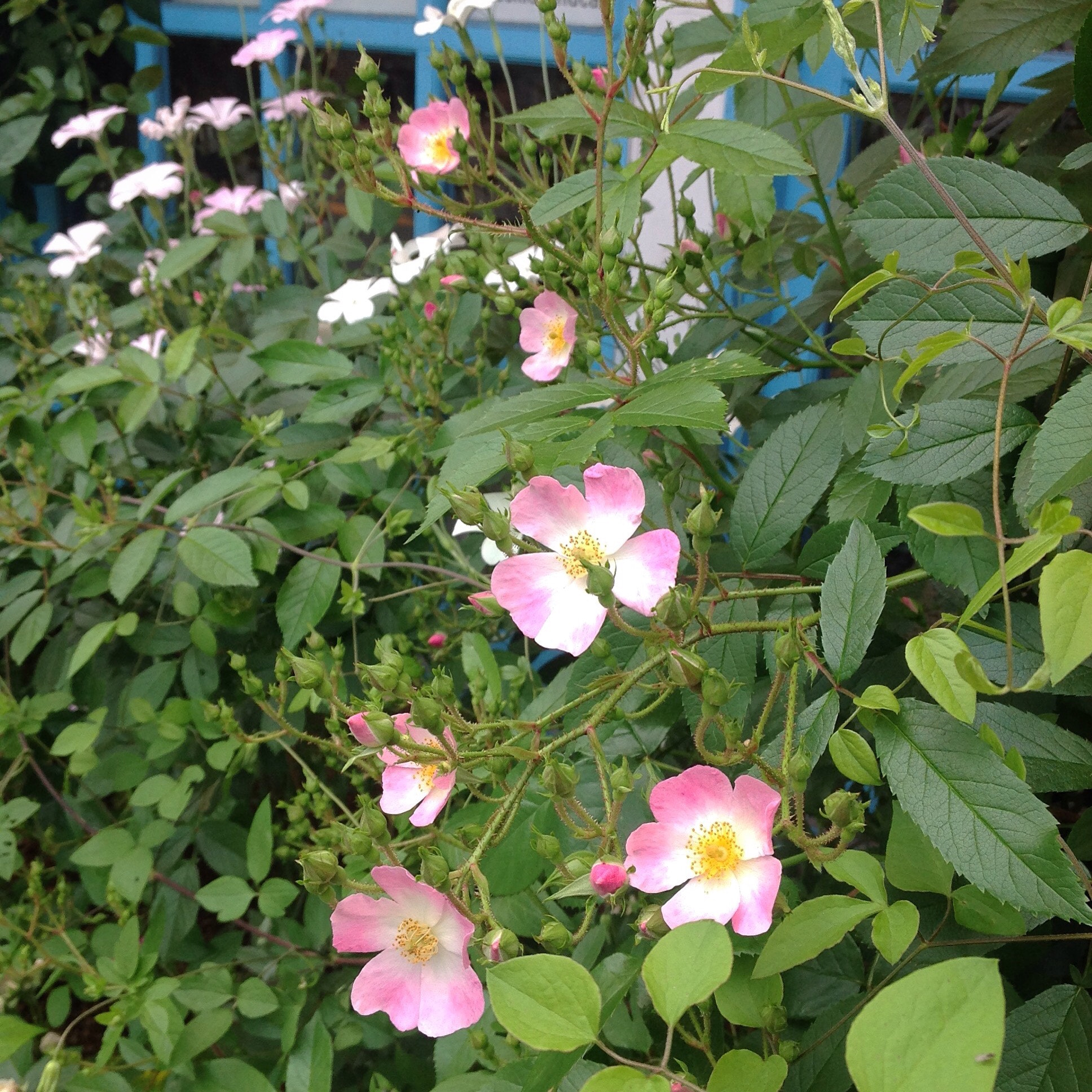 Apple iPad sample photo. Jardin fleuri photography