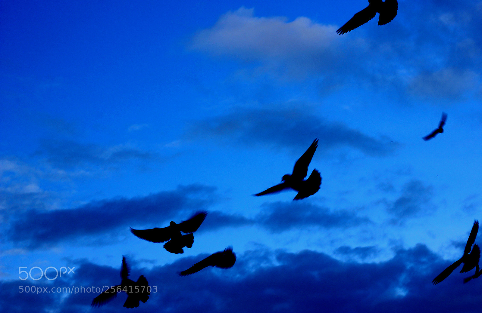 Canon EOS 550D (EOS Rebel T2i / EOS Kiss X4) sample photo. Birds in blue photography