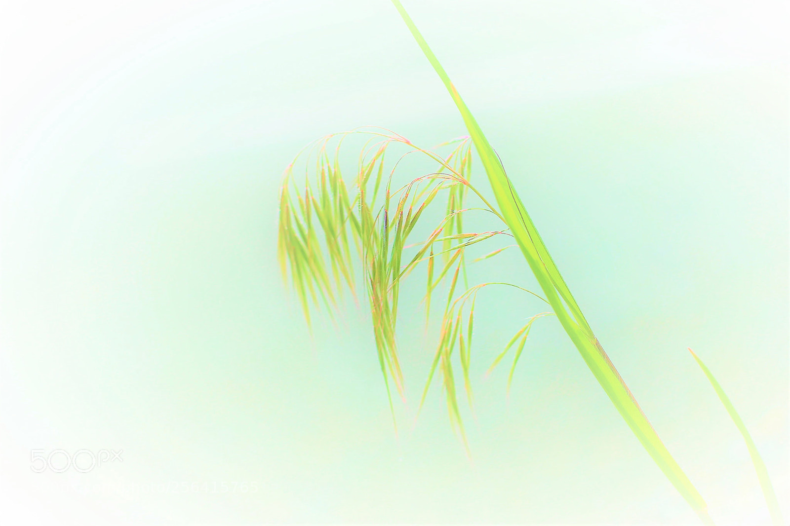 Canon EOS 6D Mark II sample photo. Grass -- 小草 photography