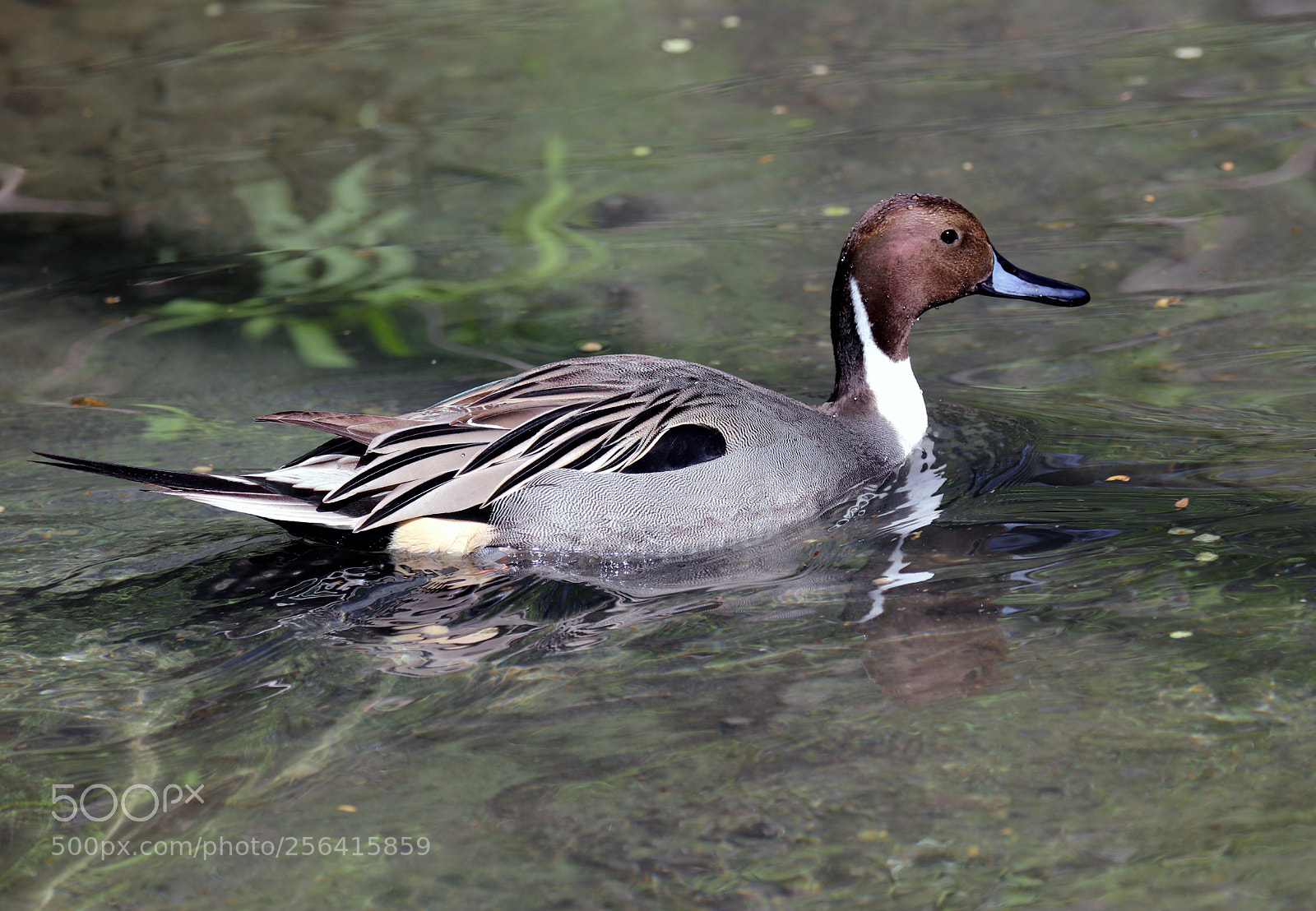 Canon EOS 80D sample photo. Northern pintail photography