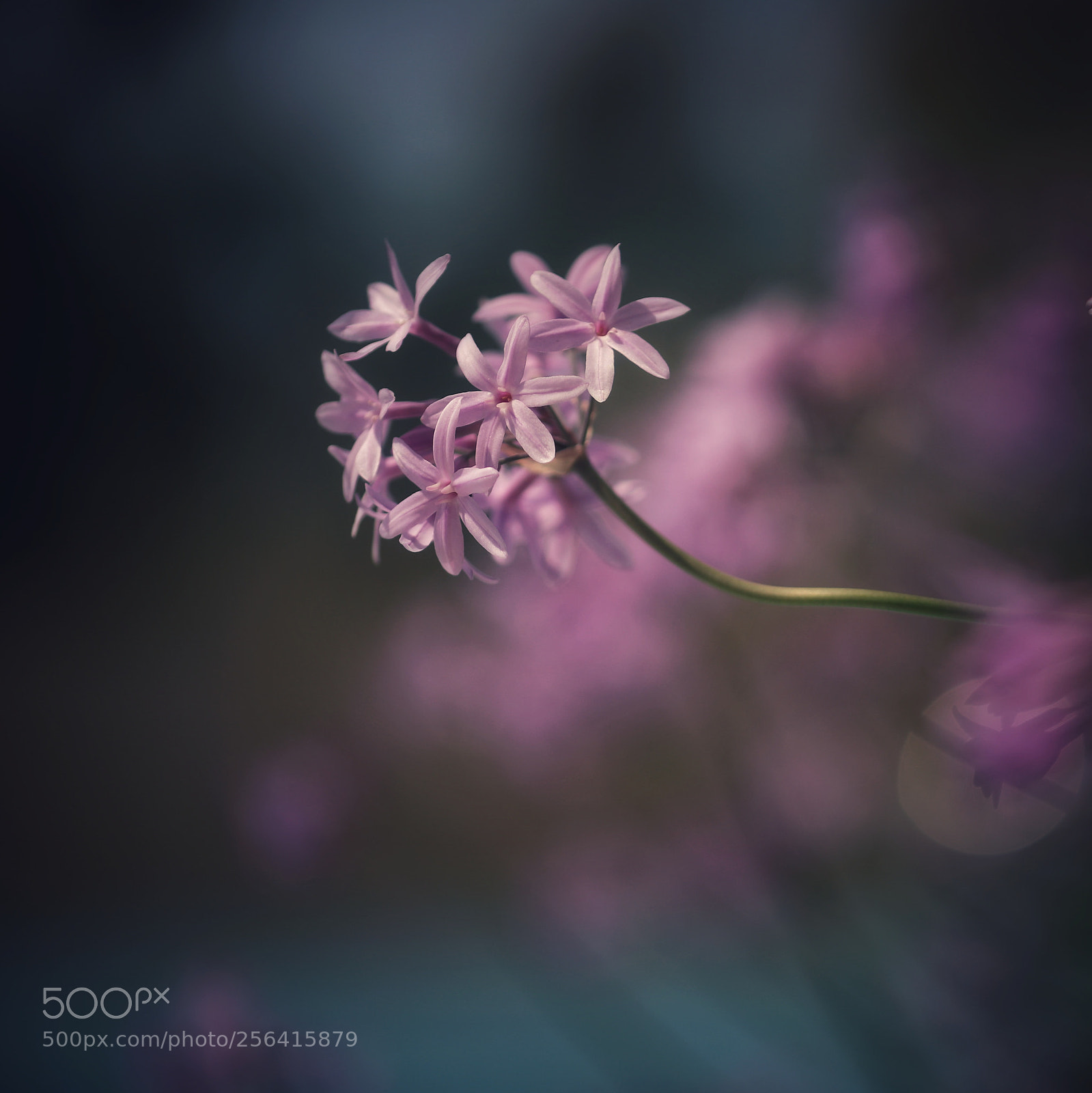 Canon EOS 5D Mark IV sample photo. Beauty in nature photography