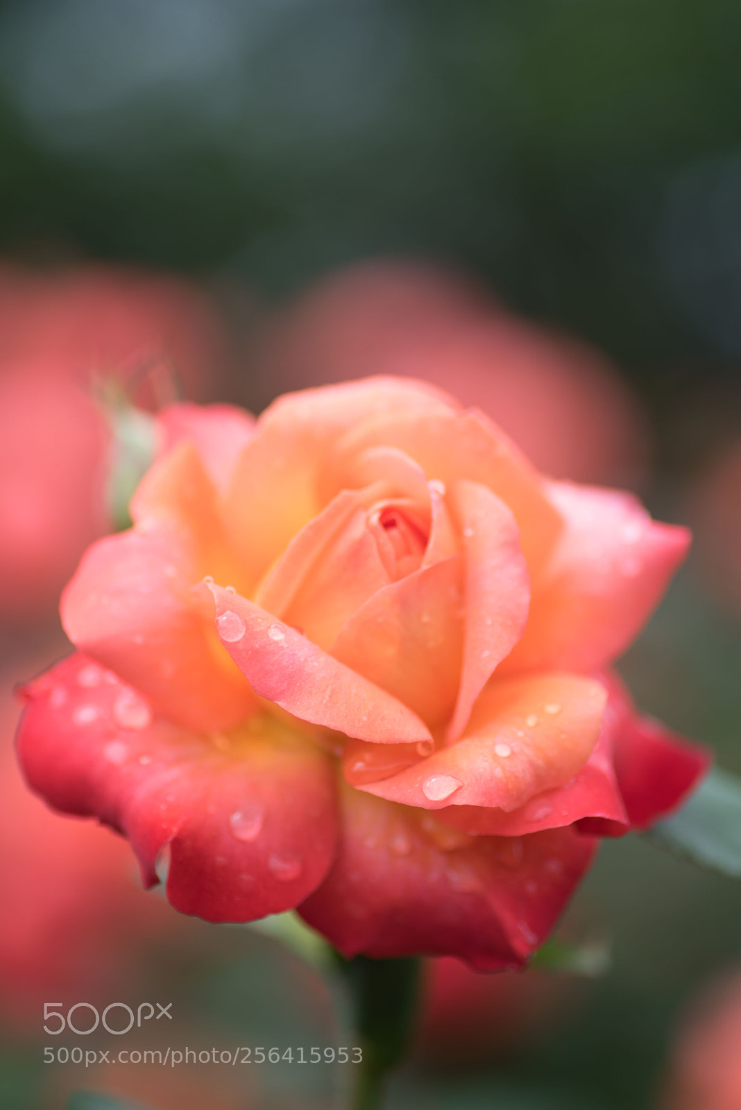 Nikon D750 sample photo. Rose after the rain photography