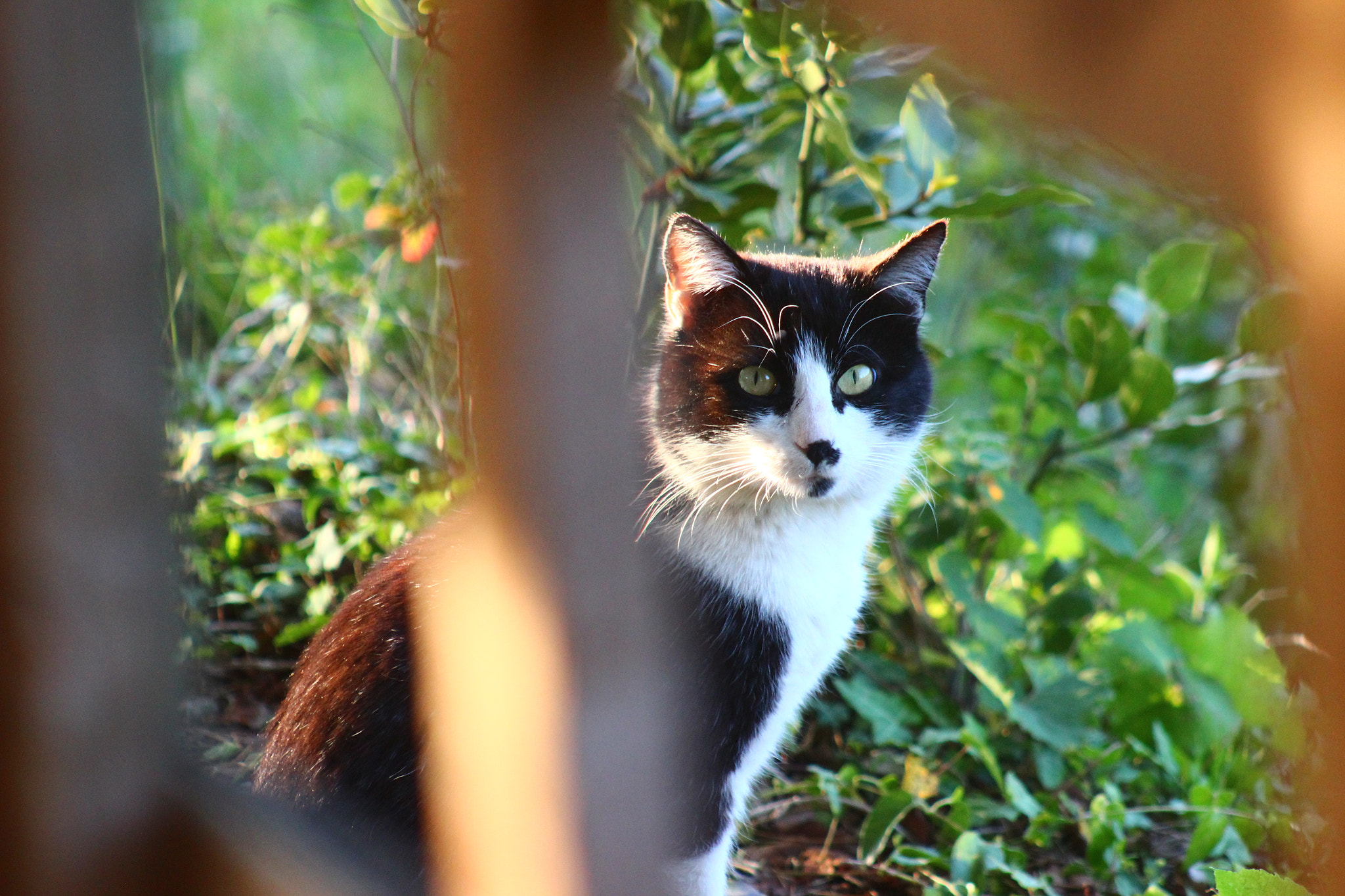 Canon EF 75-300mm f/4-5.6 USM sample photo. Cat photography
