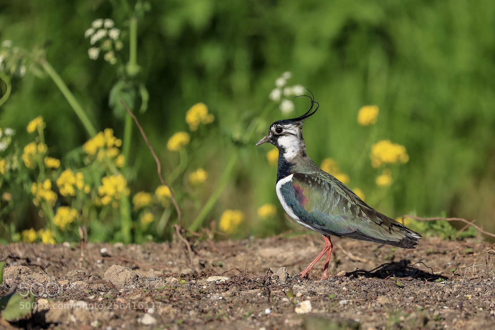 Canon EOS 5D Mark IV sample photo. Lapwing photography
