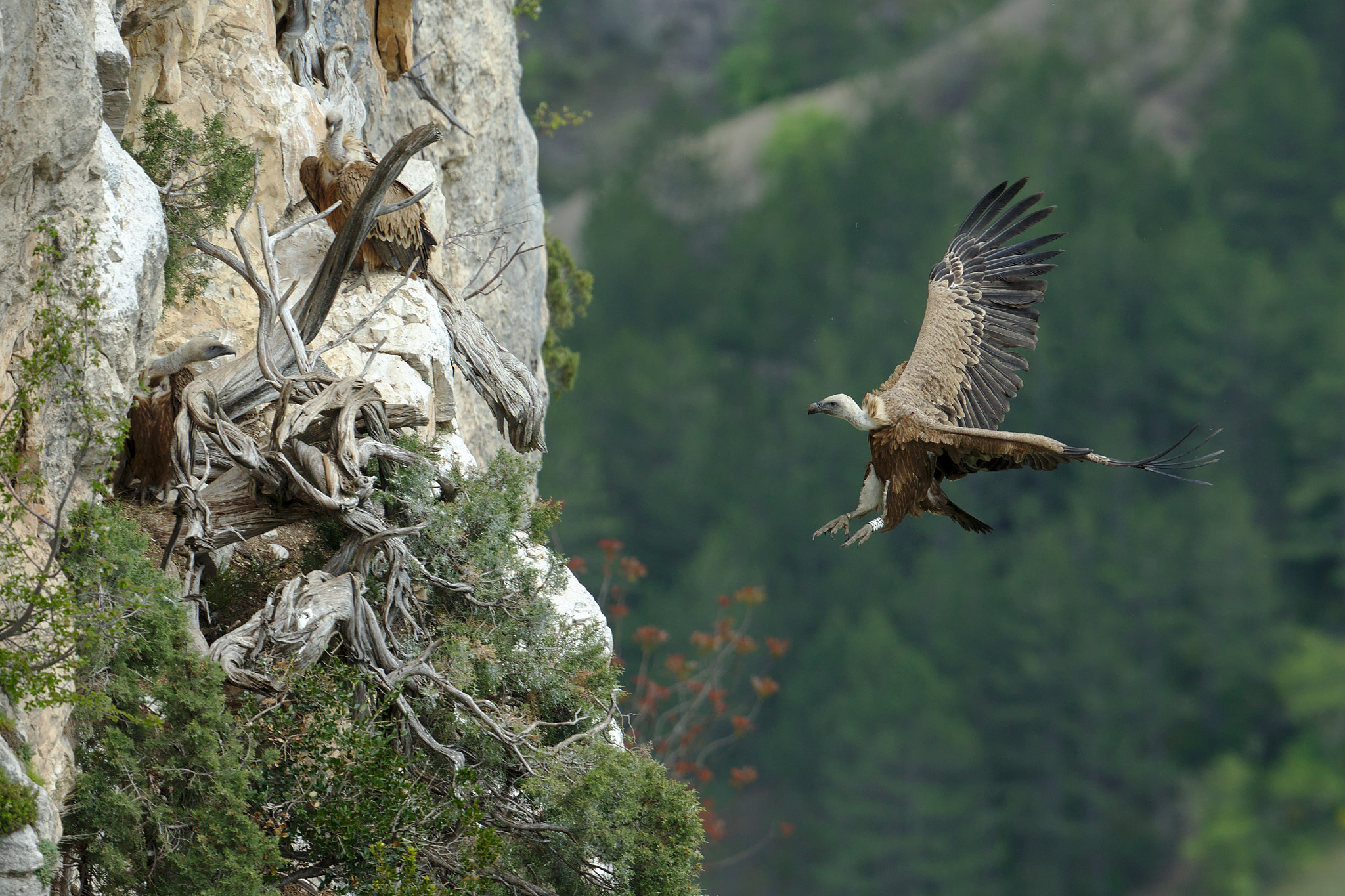 Canon EOS-1D X + Canon EF 300mm F2.8L IS II USM sample photo. Vautour fauve photography