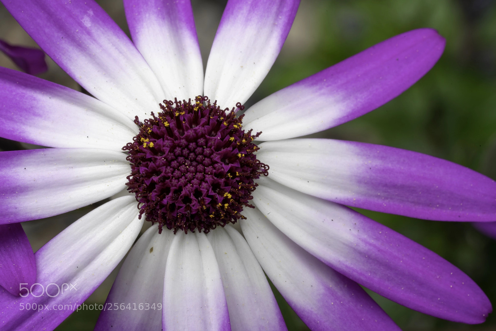 Sony a7R III sample photo. African daisy photography