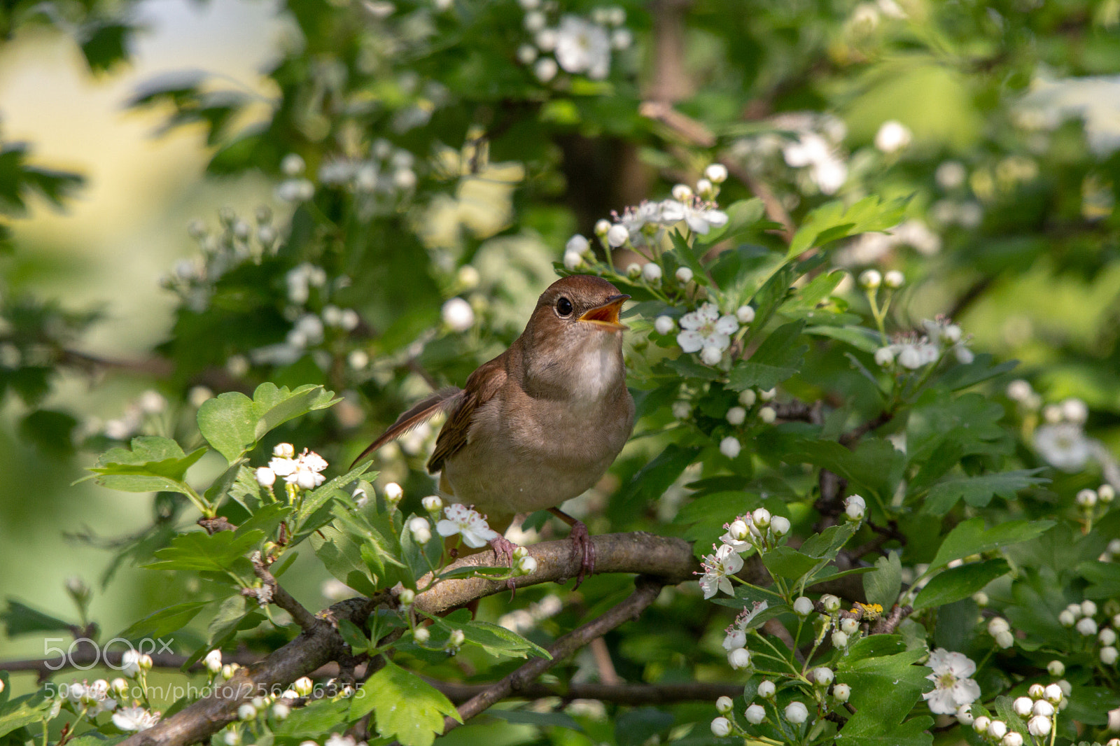 Canon EOS 60D sample photo. Nachtigall photography
