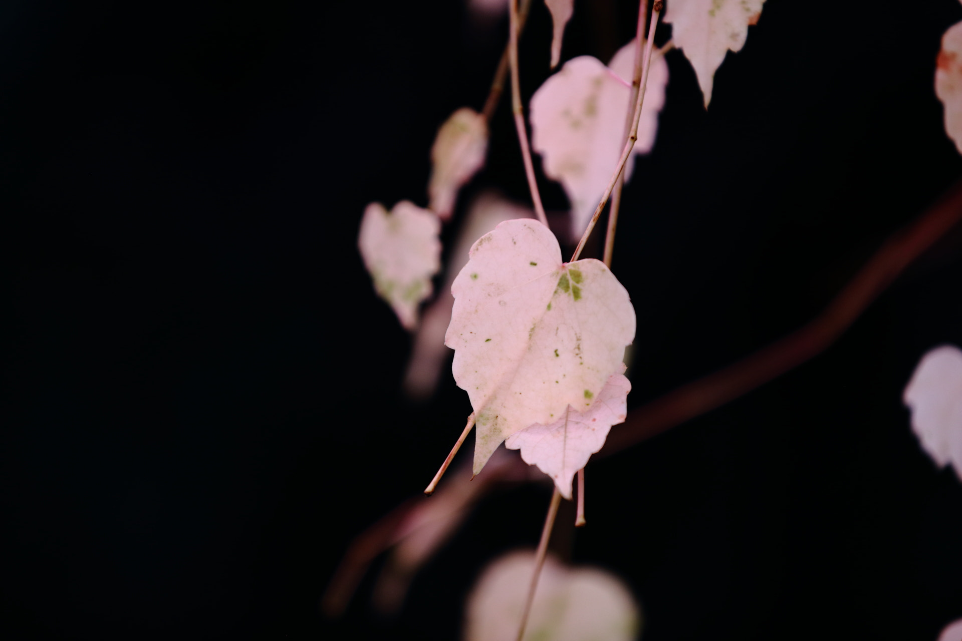 Canon EOS 5DS R sample photo. Coffee time photography