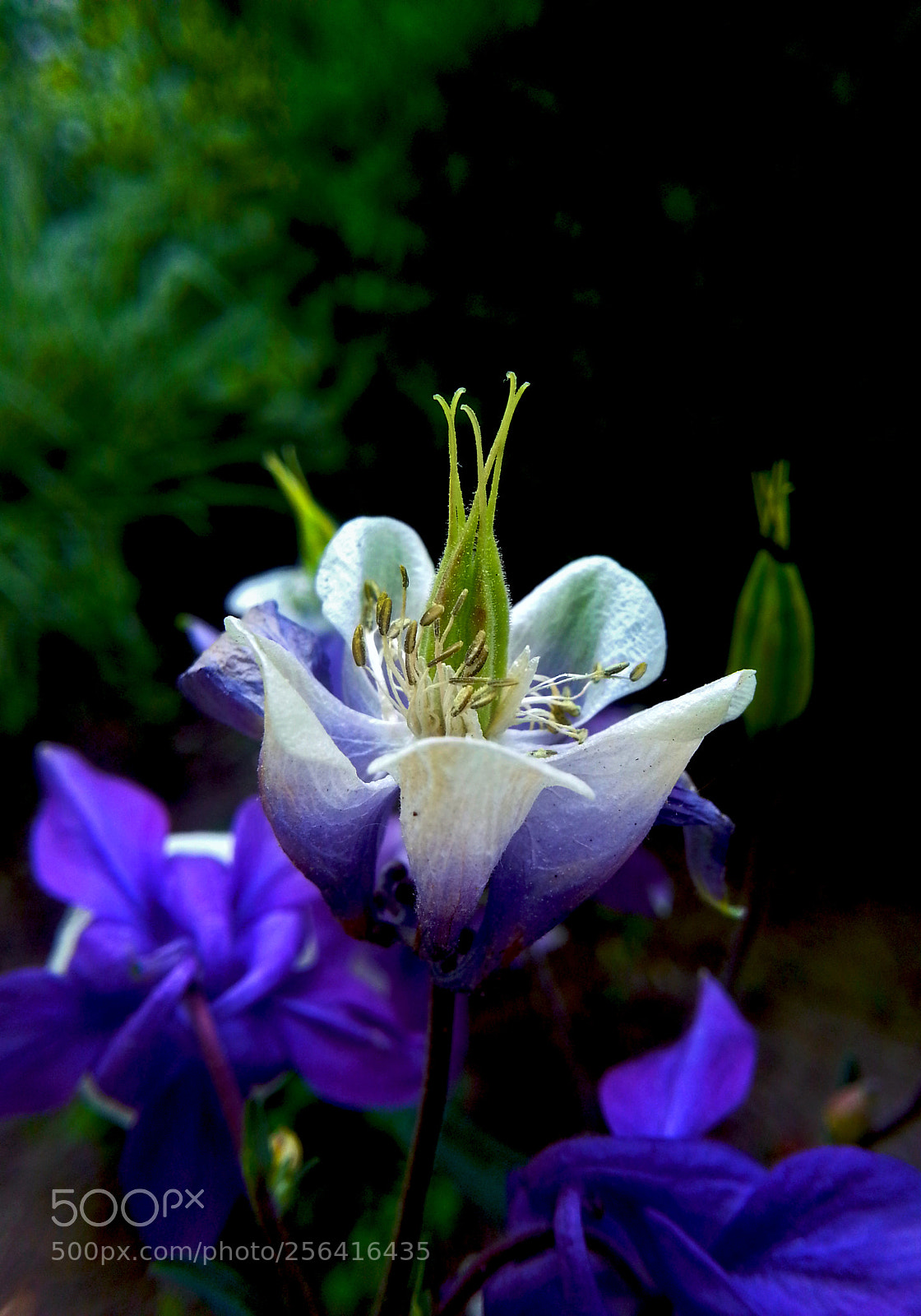 Samsung Galaxy Note2 sample photo. Flower photography
