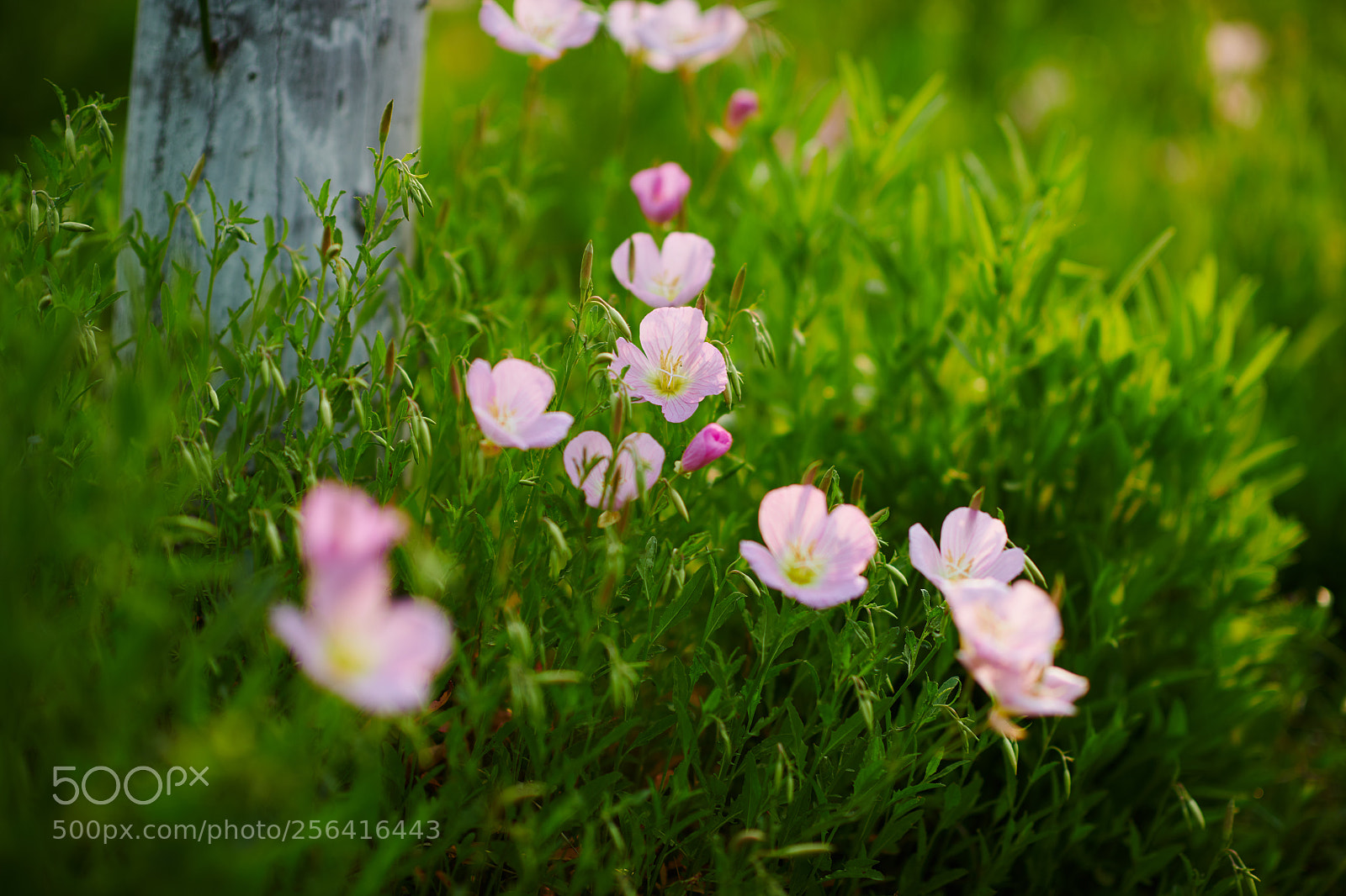 Nikon D850 sample photo. Untitled photography