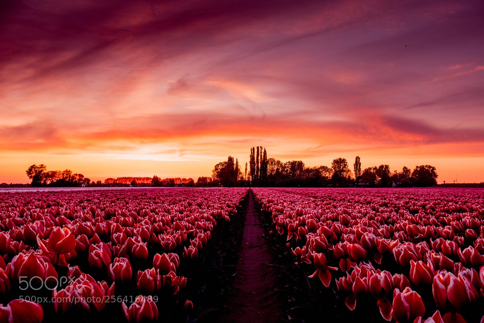 Fujifilm X-T2 sample photo. Tulips from aerdt photography