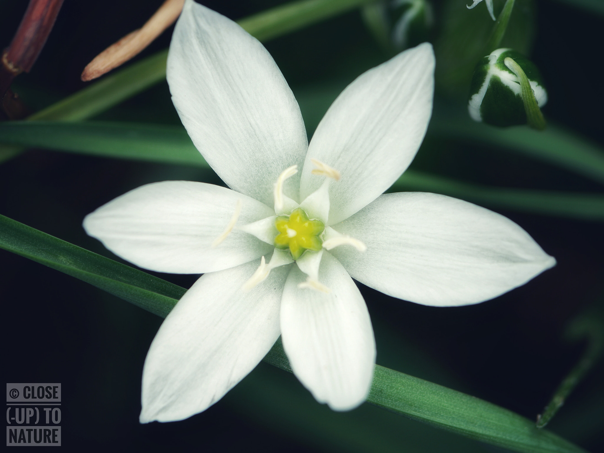 Samsung NX500 sample photo. Ornithogalum umbellatum (2) photography