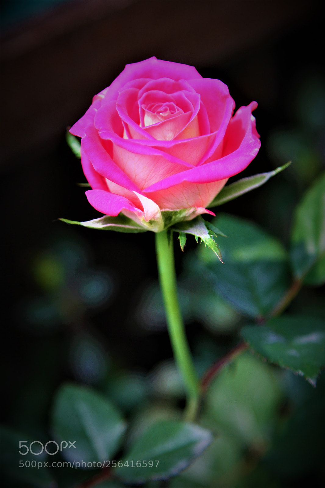 Canon EOS 7D sample photo. Pink rose photography