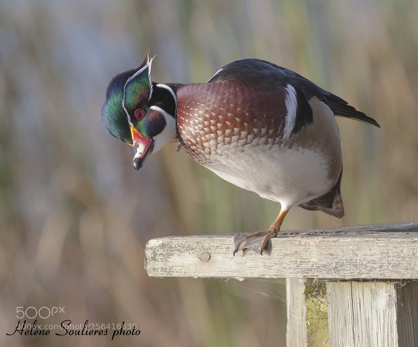 Canon EOS 5D Mark II sample photo. Branchu curieux (0162) photography
