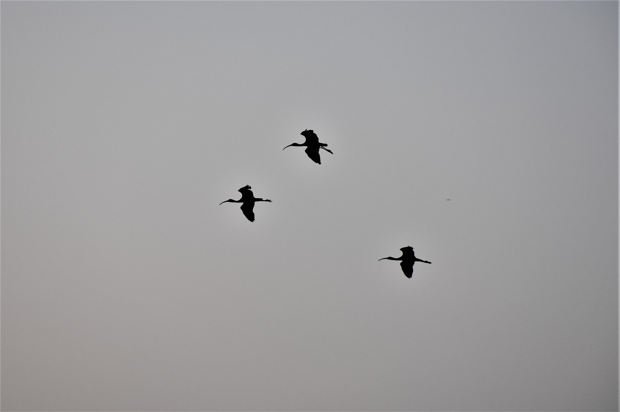 Nikon D7200 sample photo. We move together! photography