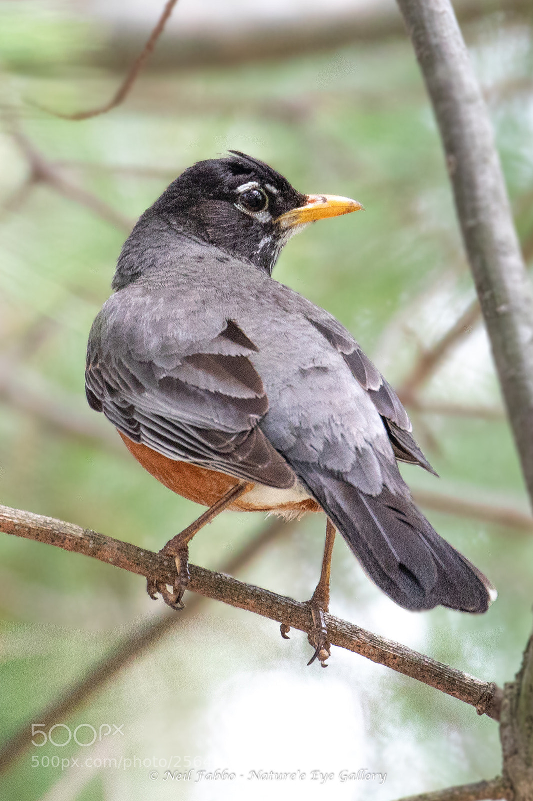 Canon EOS 5D Mark IV sample photo. American robin tree photography