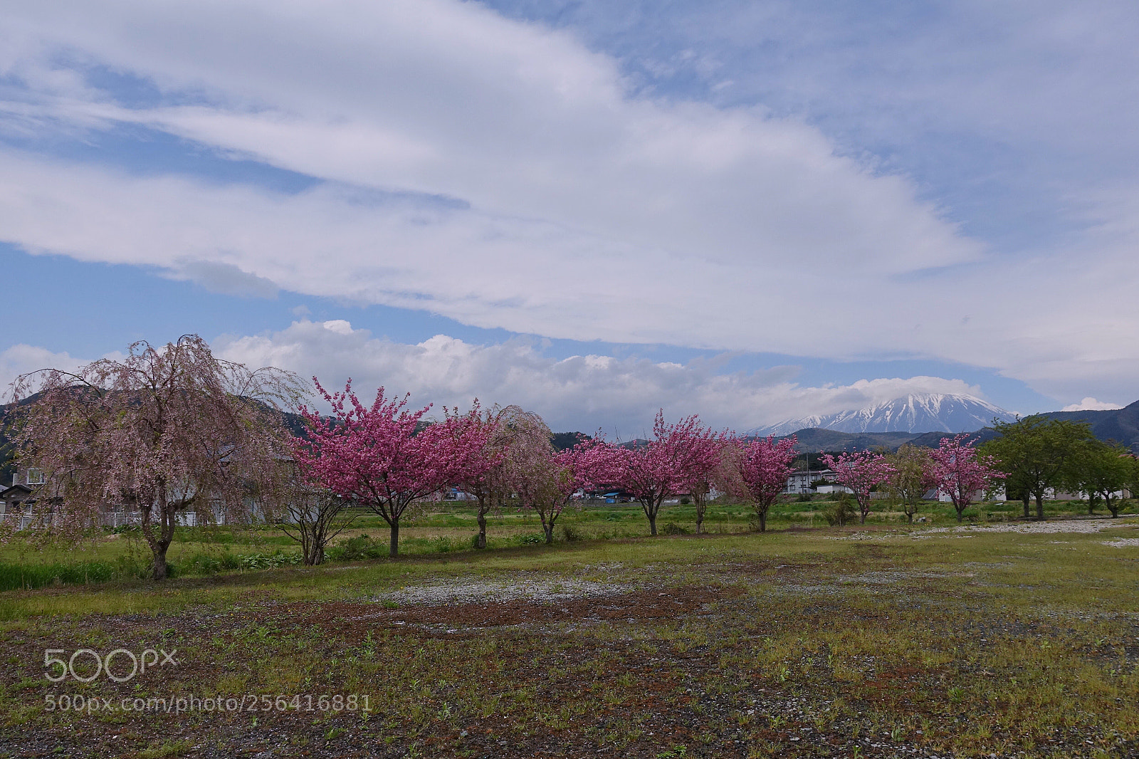 Sony Cyber-shot DSC-RX100 IV sample photo. Spring color photography