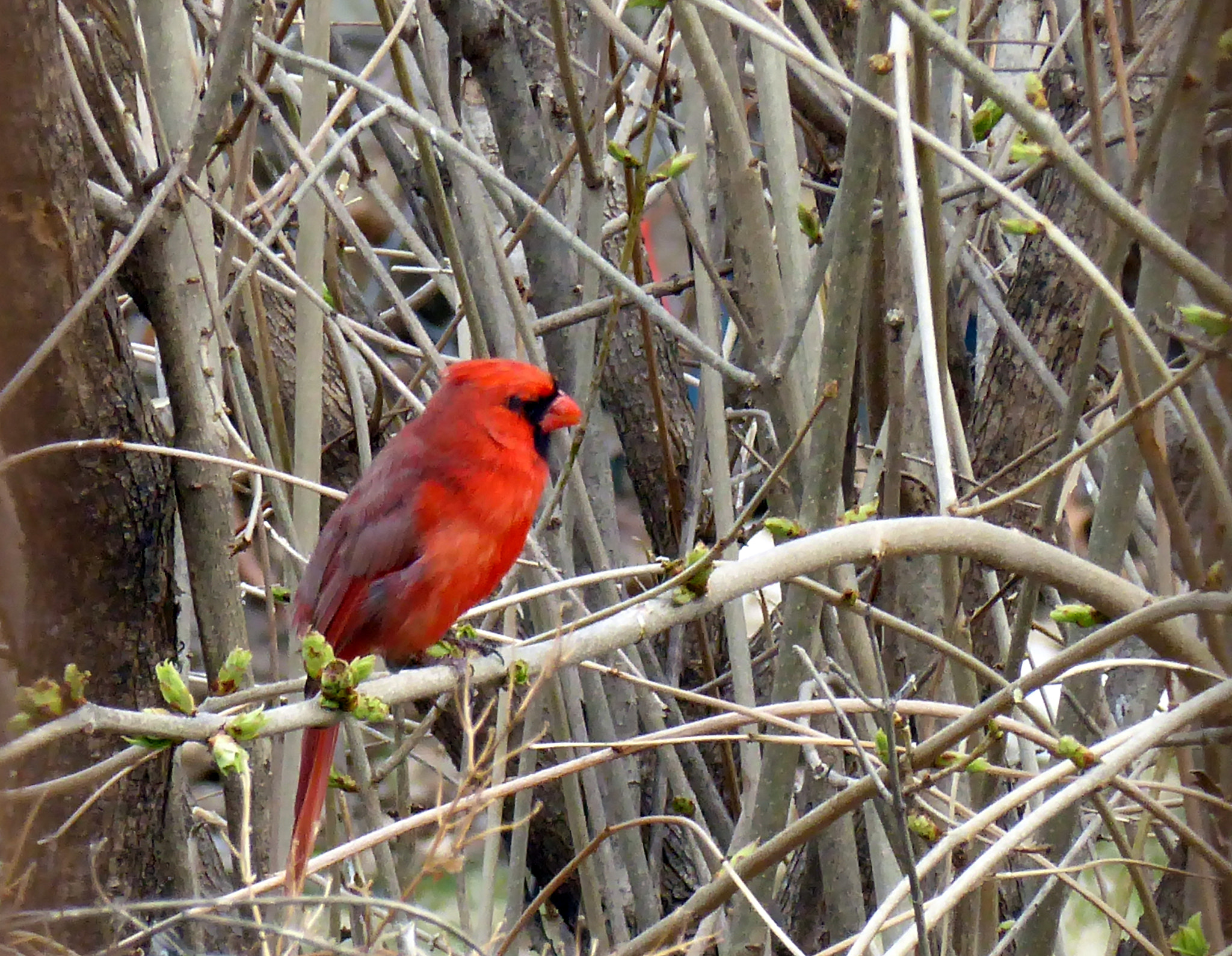 Panasonic Lumix DMC-ZS50 (Lumix DMC-TZ70) sample photo. Cardinal in our yard photography