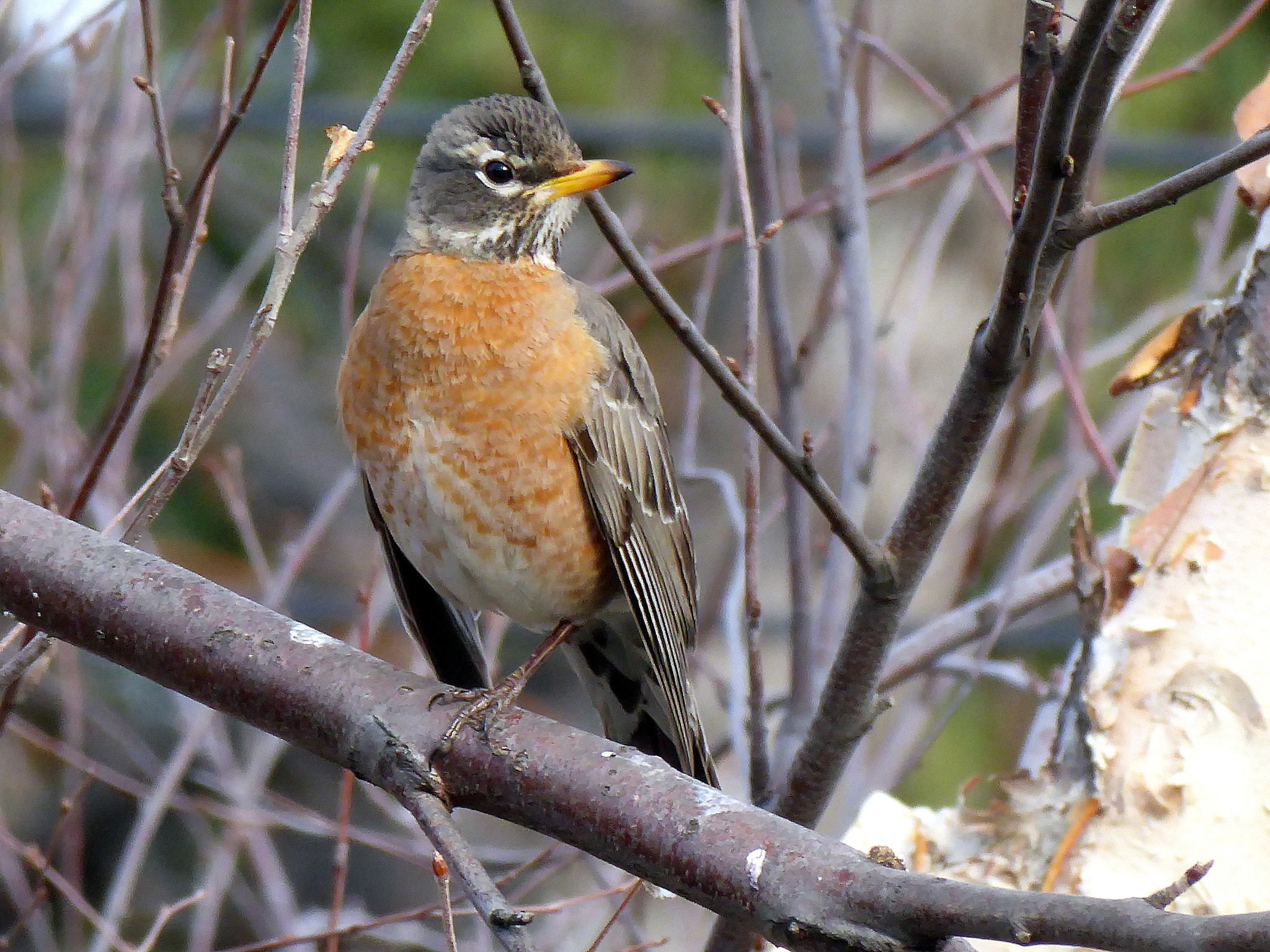 Panasonic Lumix DMC-ZS50 (Lumix DMC-TZ70) sample photo. American robin photography