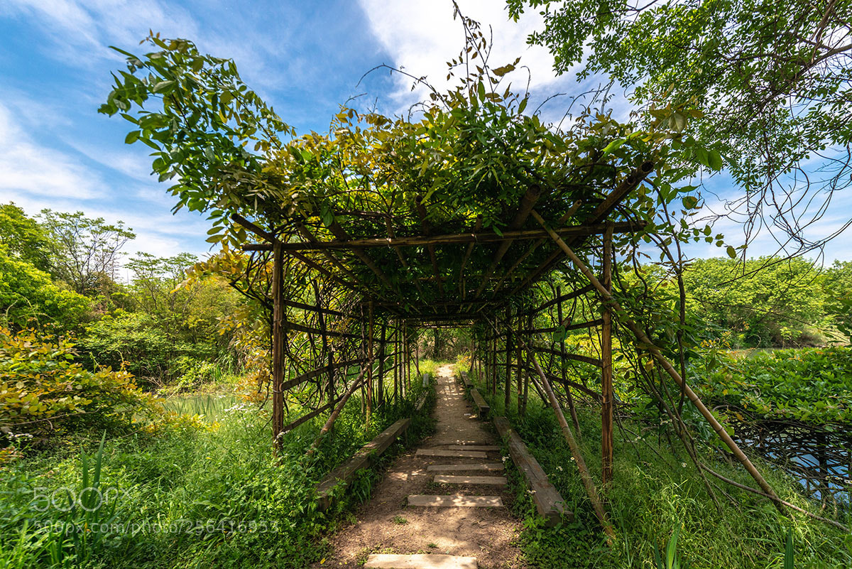 Nikon D800E sample photo. Hangzhou xixi wetland park photography