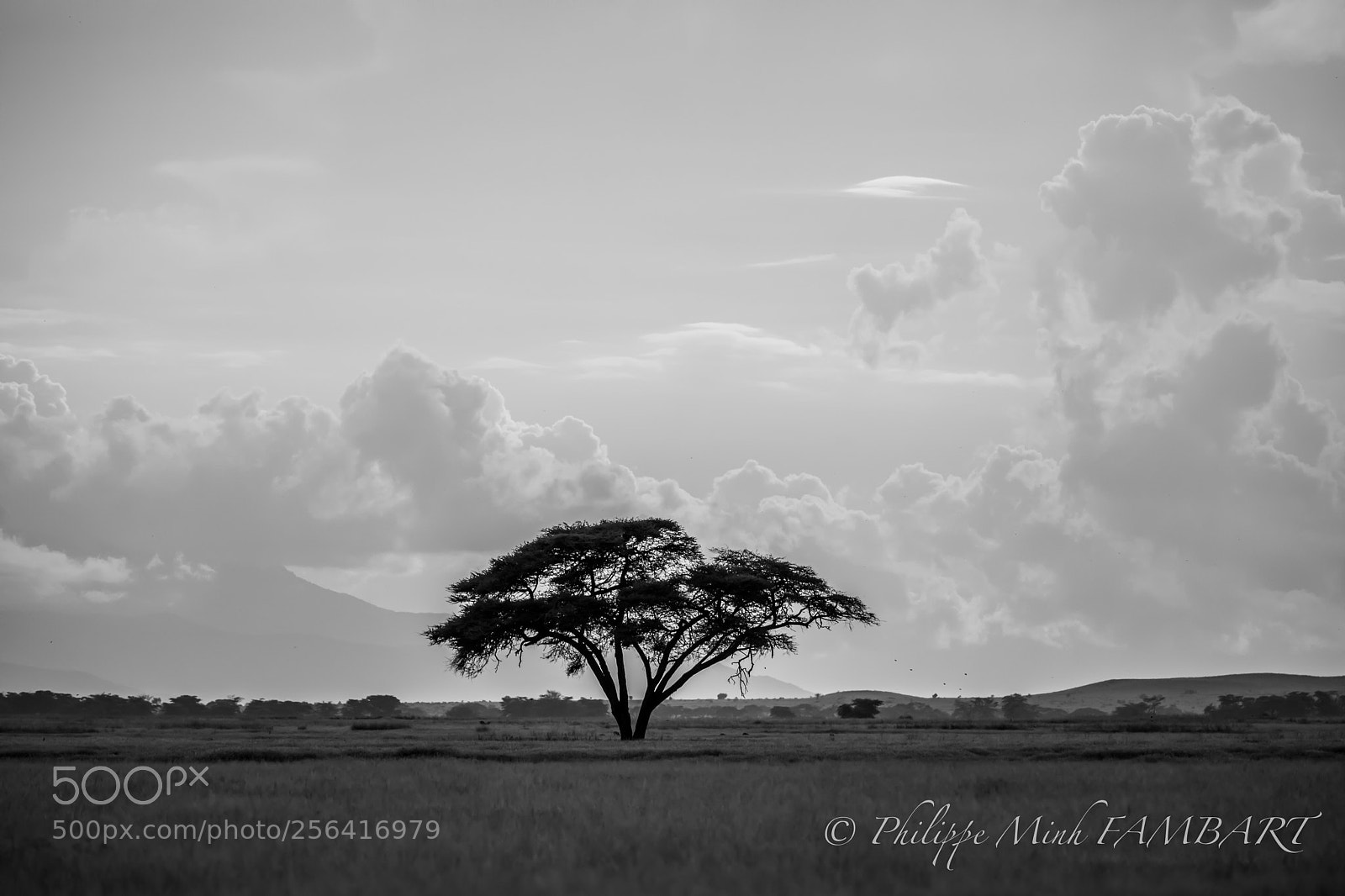 Canon EOS 5D Mark IV sample photo. Tree of amboseli national photography