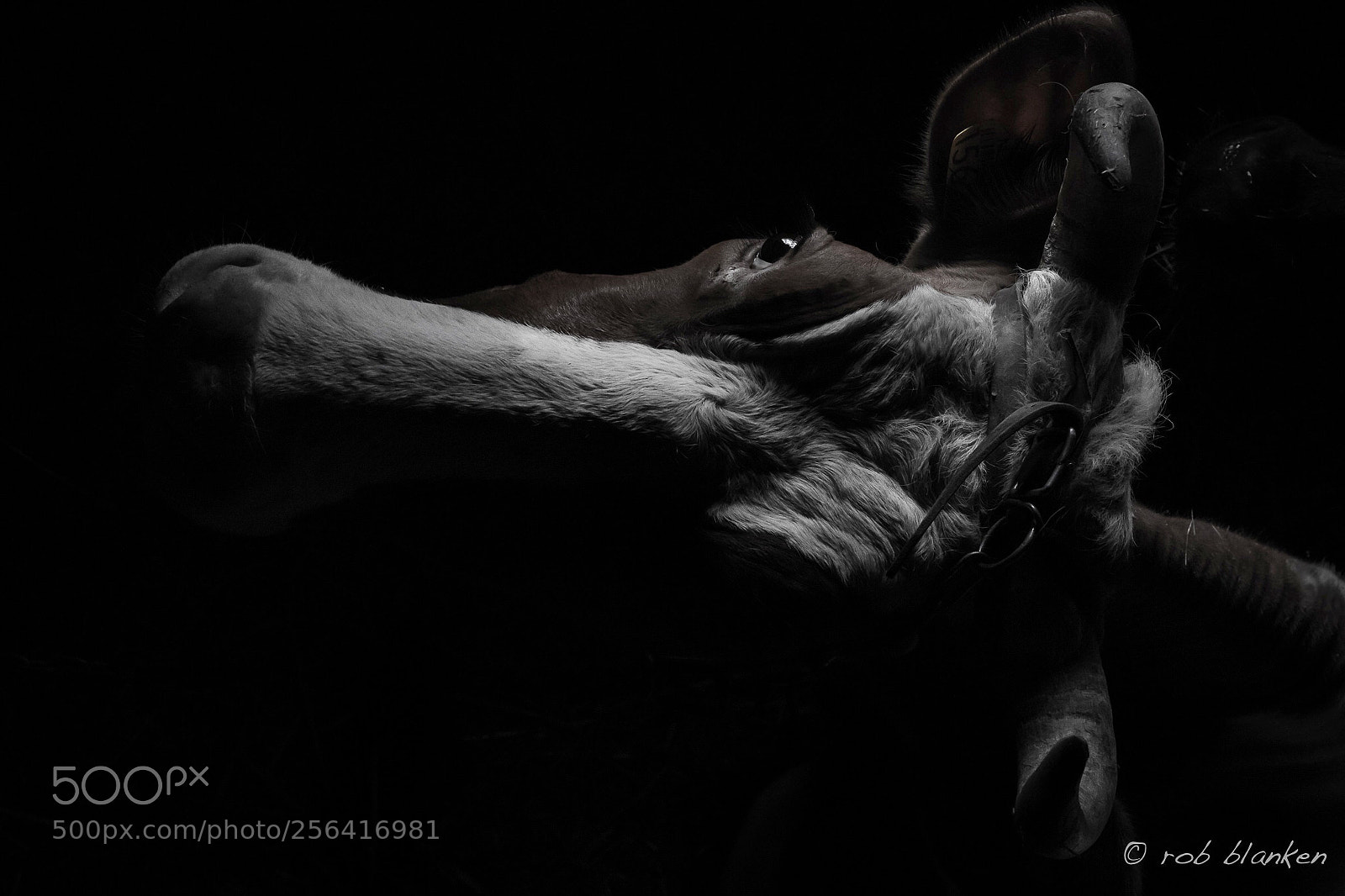 Nikon D850 sample photo. Cow (4) photography