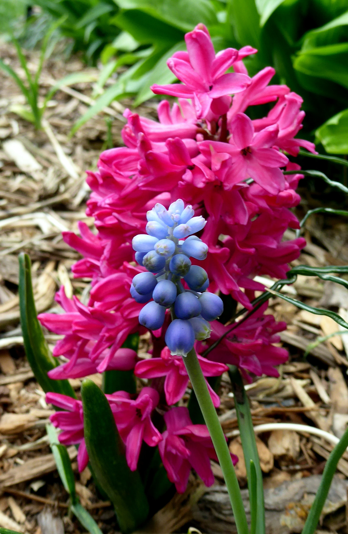 Panasonic Lumix DMC-ZS50 (Lumix DMC-TZ70) sample photo. Hyacinth, may 2018 photography