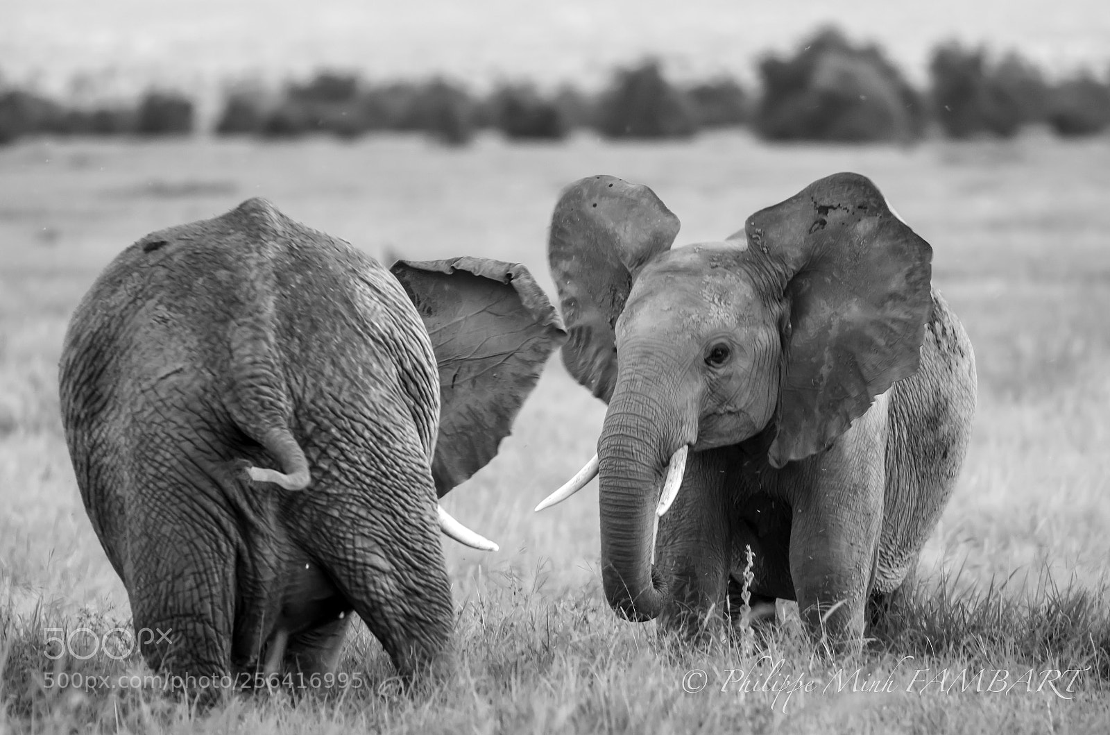 Canon EOS 5D Mark IV sample photo. Young elephant playing together photography